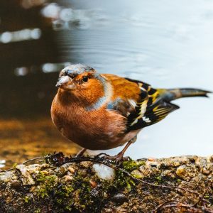 VividCapture Photography
