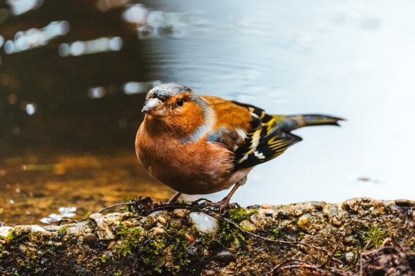 VividCapture Photography